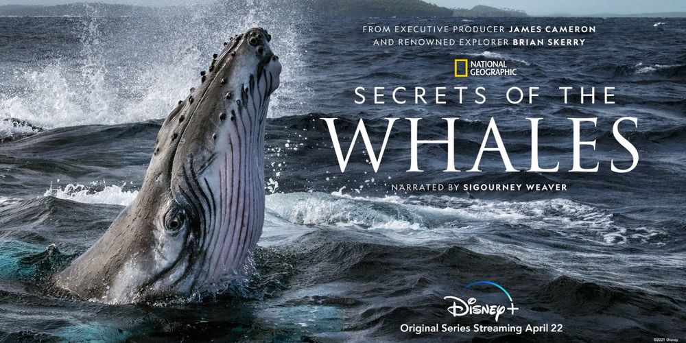 secrets-of-the-whales-la-docuserie-di-james-cameron-e-in-arrivo-su-disney