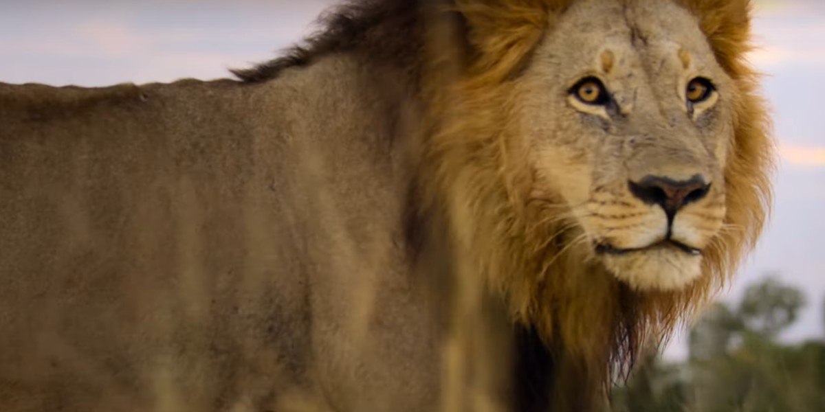 Big Beasts - Maestose Creature, il trailer della docuserie narrata da ...